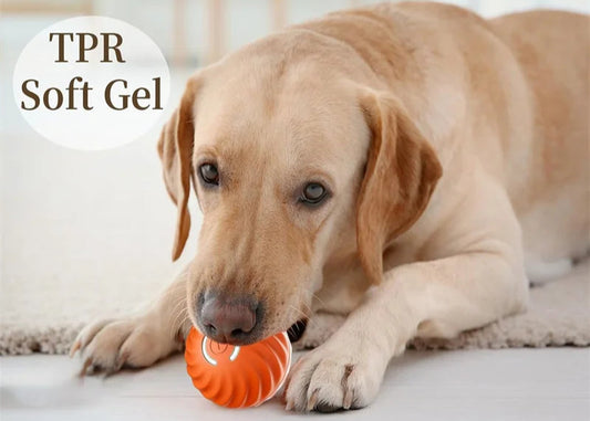 כדור חכם לכלב